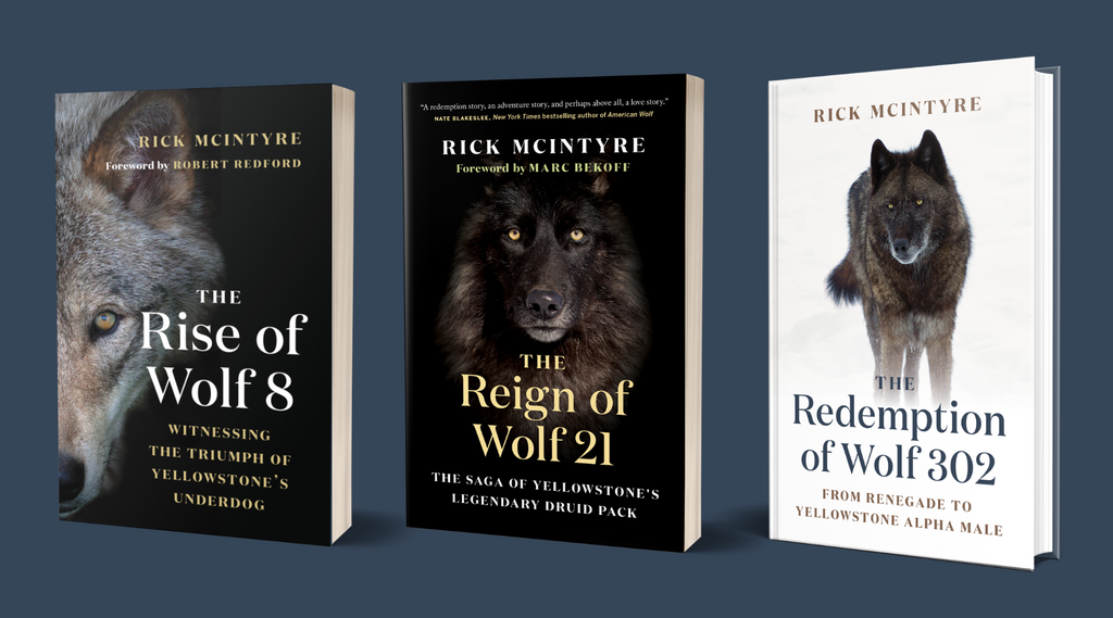 Stampede Ventures Options Rick McIntyre's “The Alpha Wolves of Yellowstone” Non-Fiction Books Series