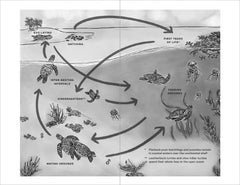 My Life with Sea Turtles