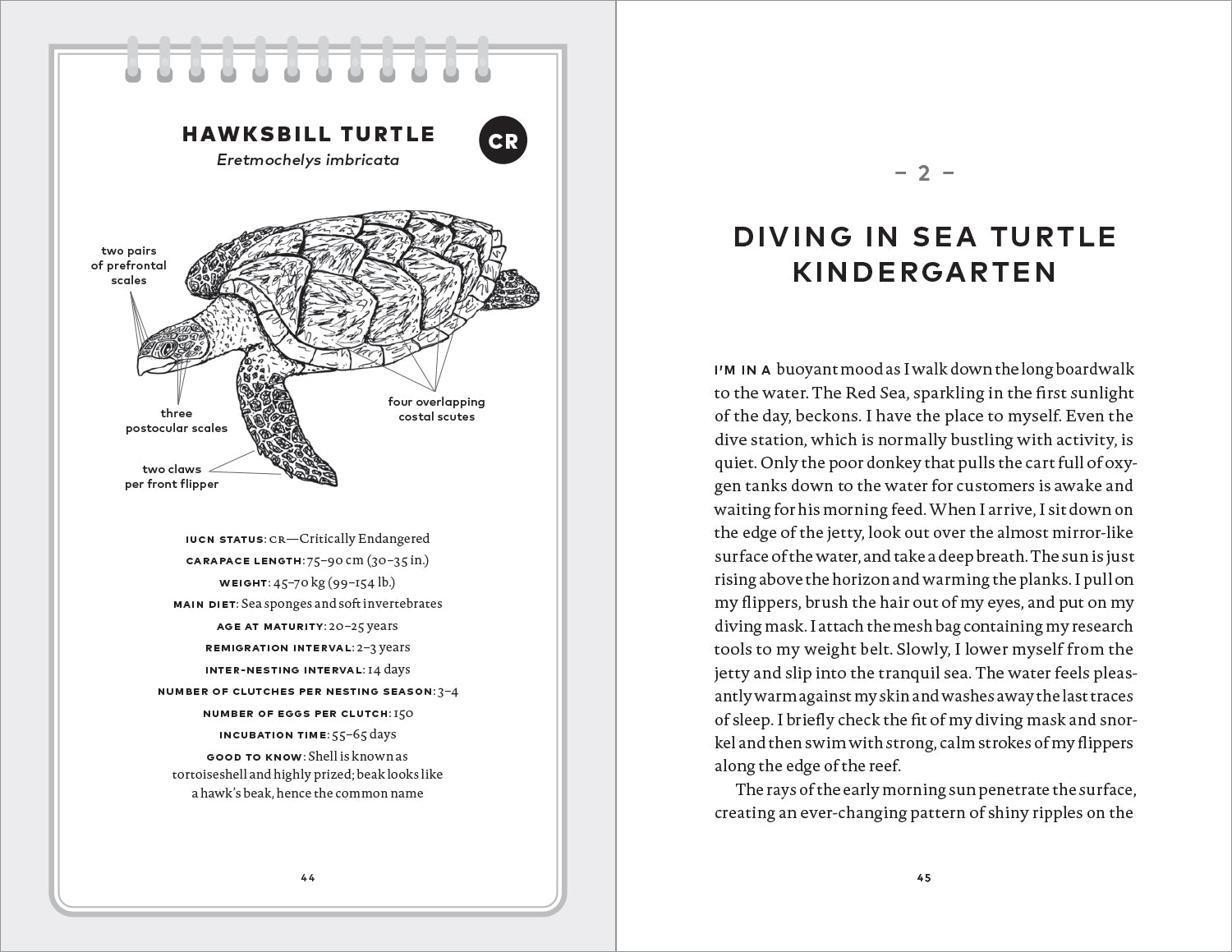 My Life with Sea Turtles