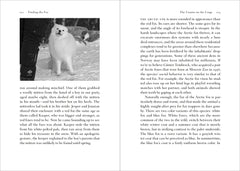 Finding the Fox