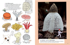 Mushrooms and Company