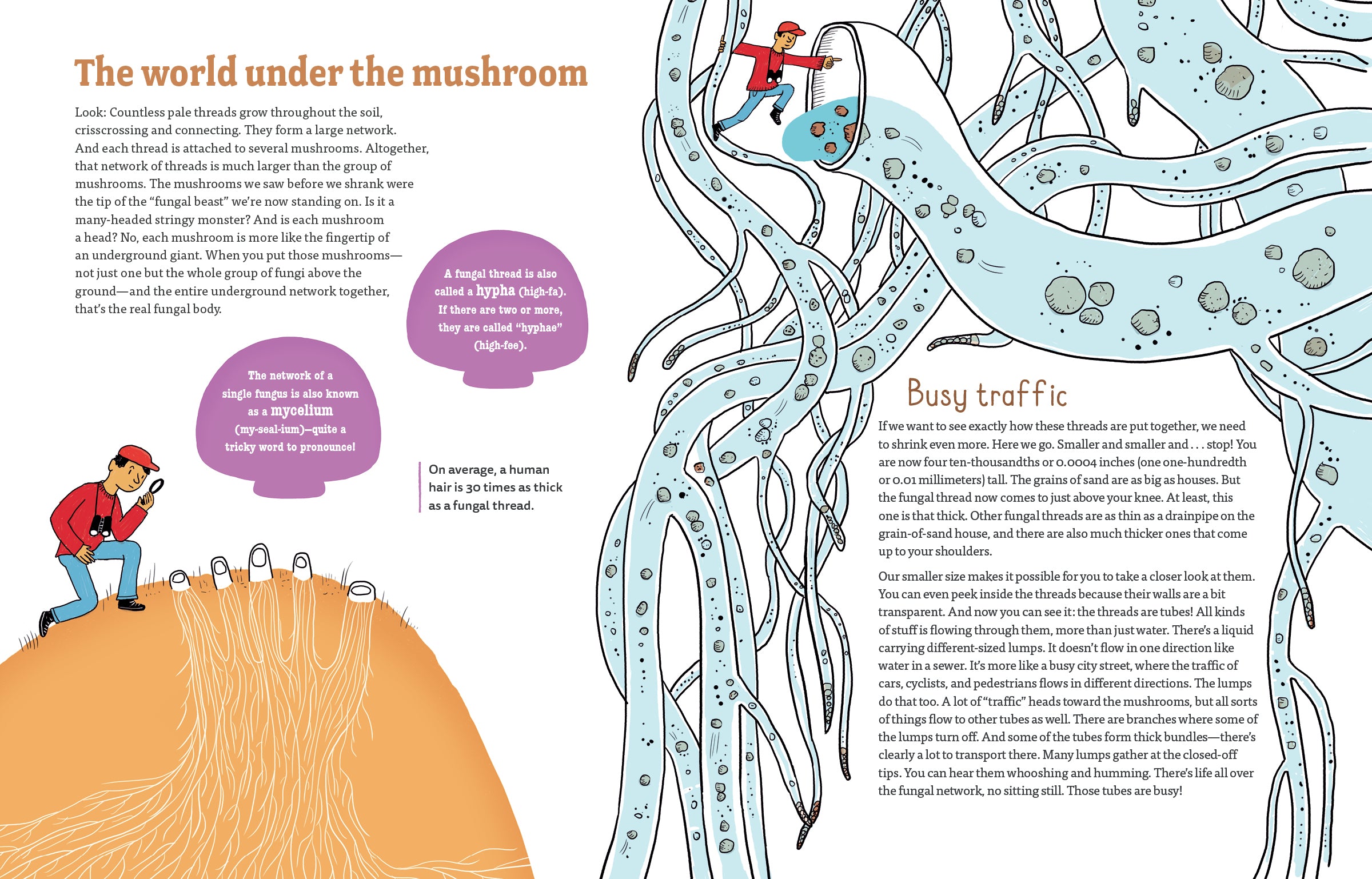 Mushrooms and Company