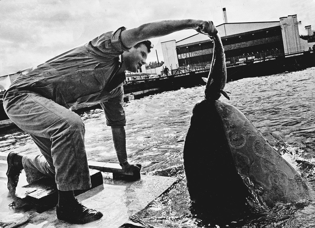 The Killer Whale Who Changed the World