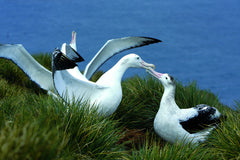 The Shark and the Albatross