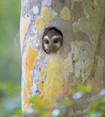 The Hidden Life of Trees