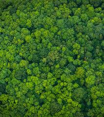 The Hidden Life of Trees