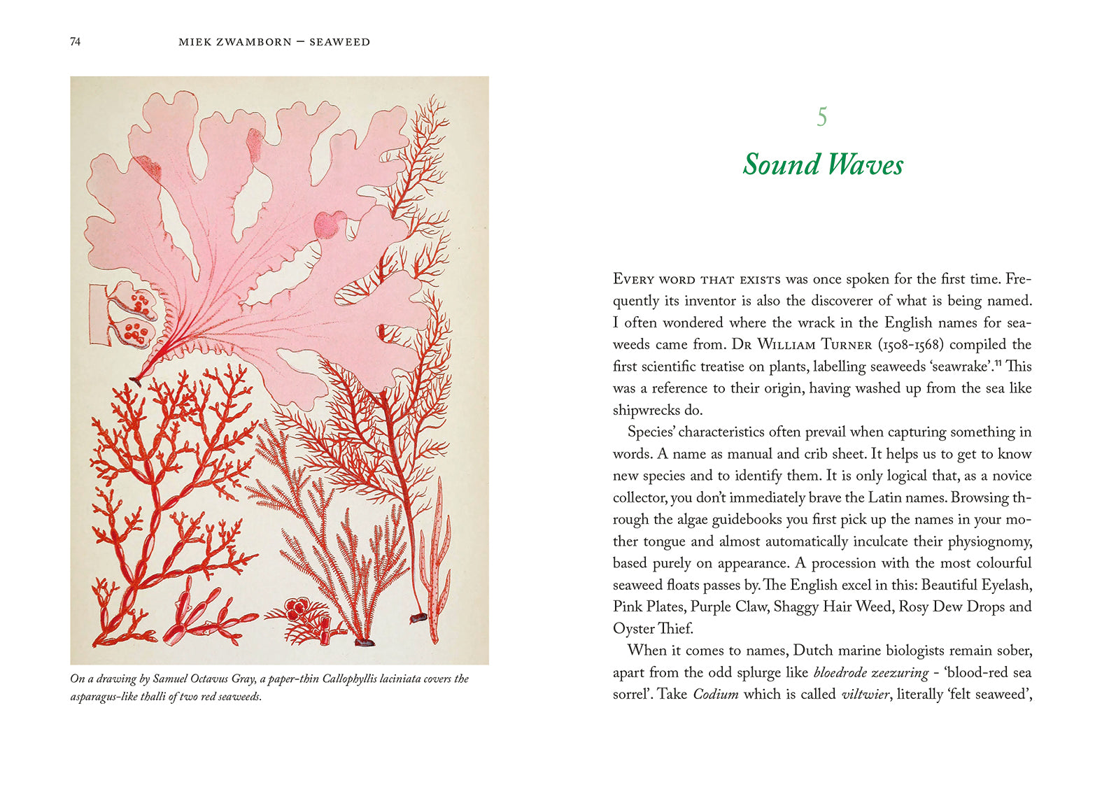 Seaweed, An Enchanting Miscellany