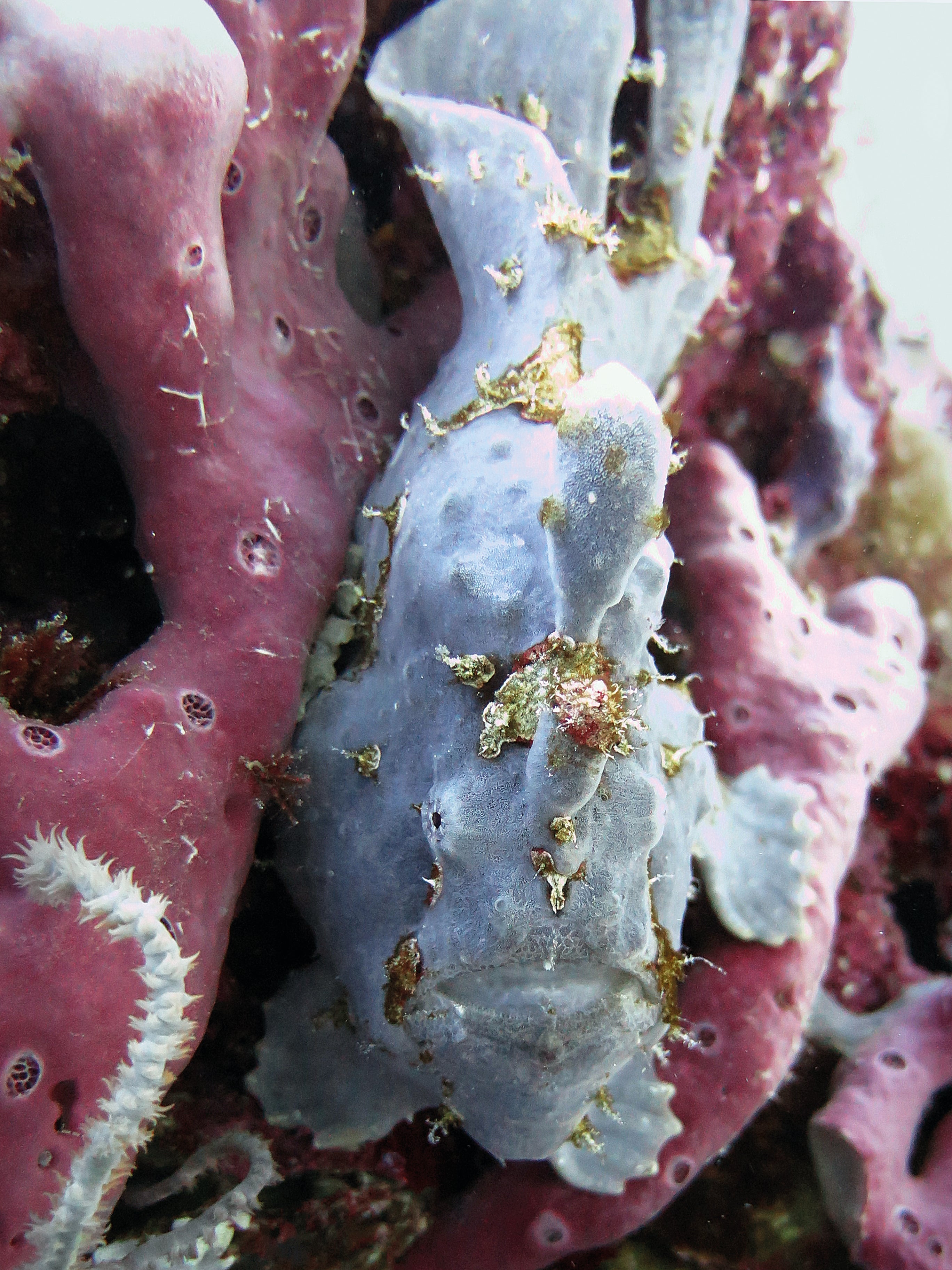 The Blue Wonder