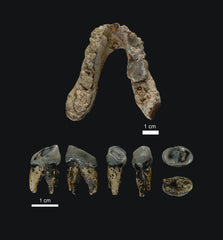 Ancient Bones