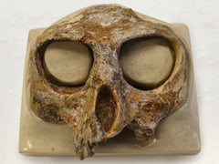 Ancient Bones