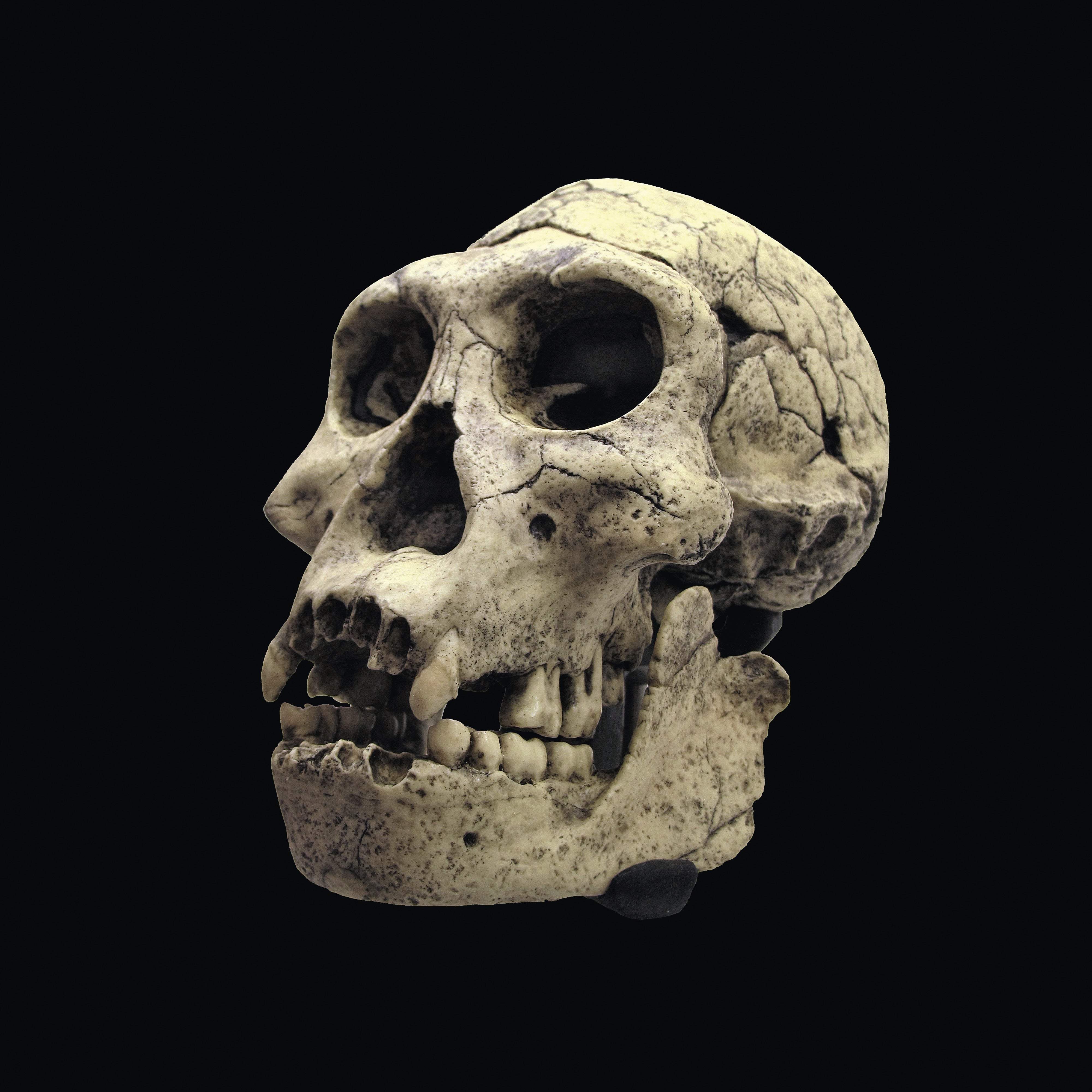 Ancient Bones