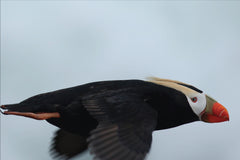 Best Places to Bird in British Columbia