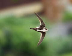 Best Places to Bird in British Columbia