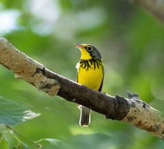 Best Places to Bird in British Columbia