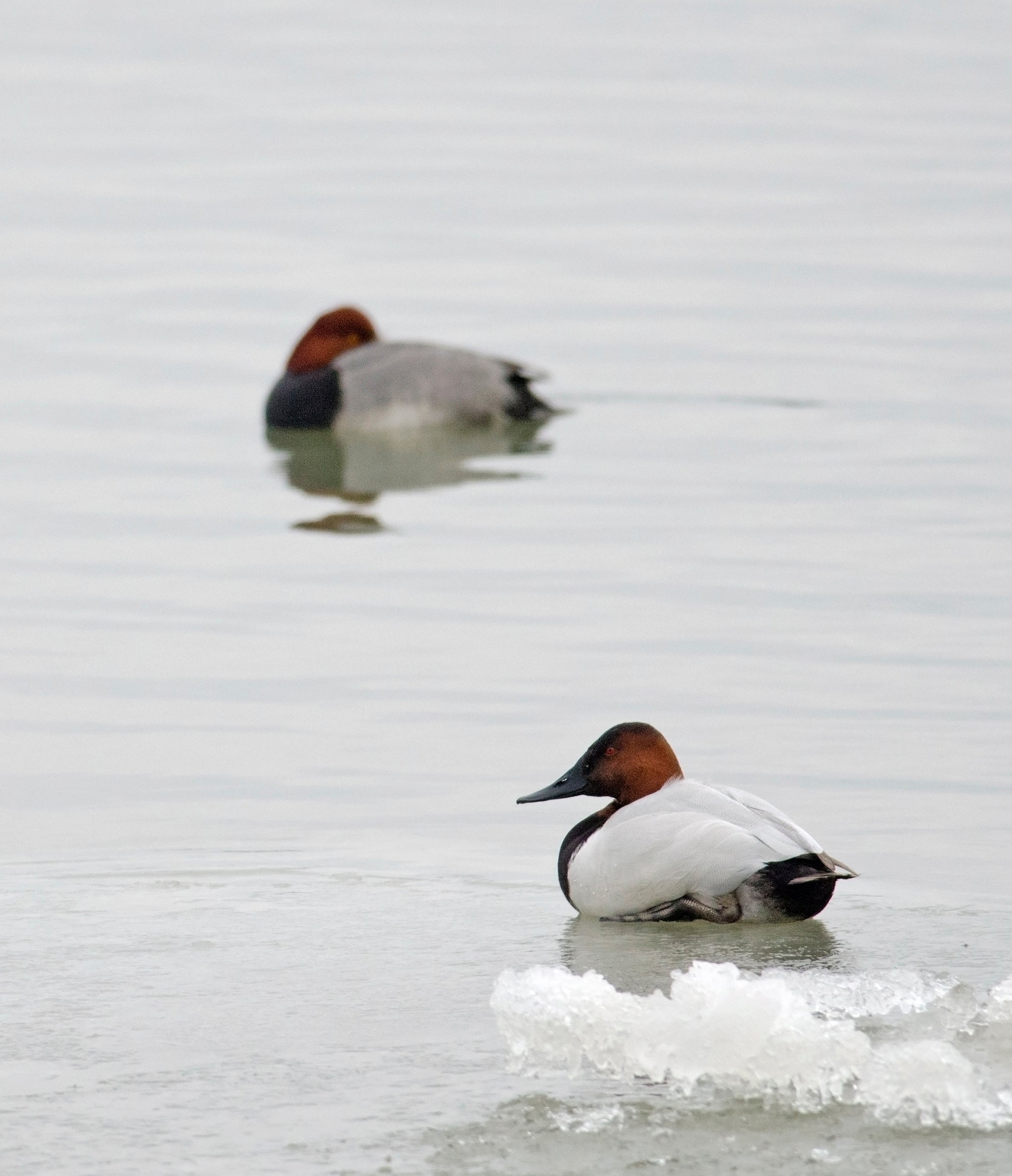 Best Places to Bird in Ontario