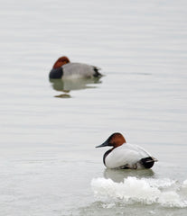 Best Places to Bird in Ontario