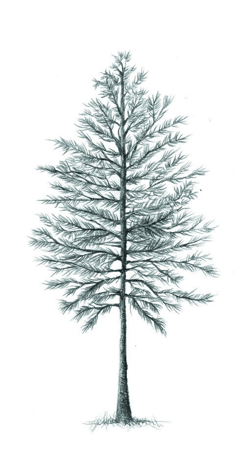 The Hidden Life of Trees