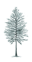 The Hidden Life of Trees