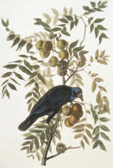 Crows