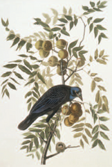 Crows