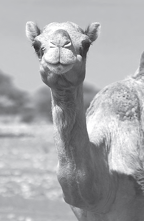 Where Do Camels Belong?