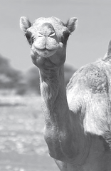 Where Do Camels Belong?