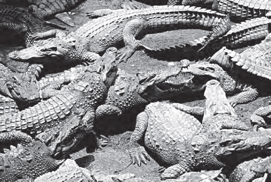 Where Do Camels Belong?