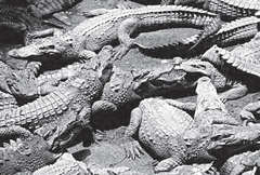 Where Do Camels Belong?