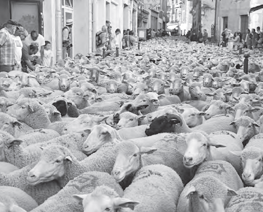 Where Do Camels Belong?