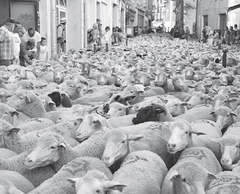 Where Do Camels Belong?