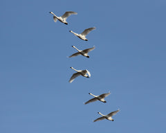 Best Places to Bird in Ontario