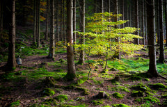 The Hidden Life of Trees