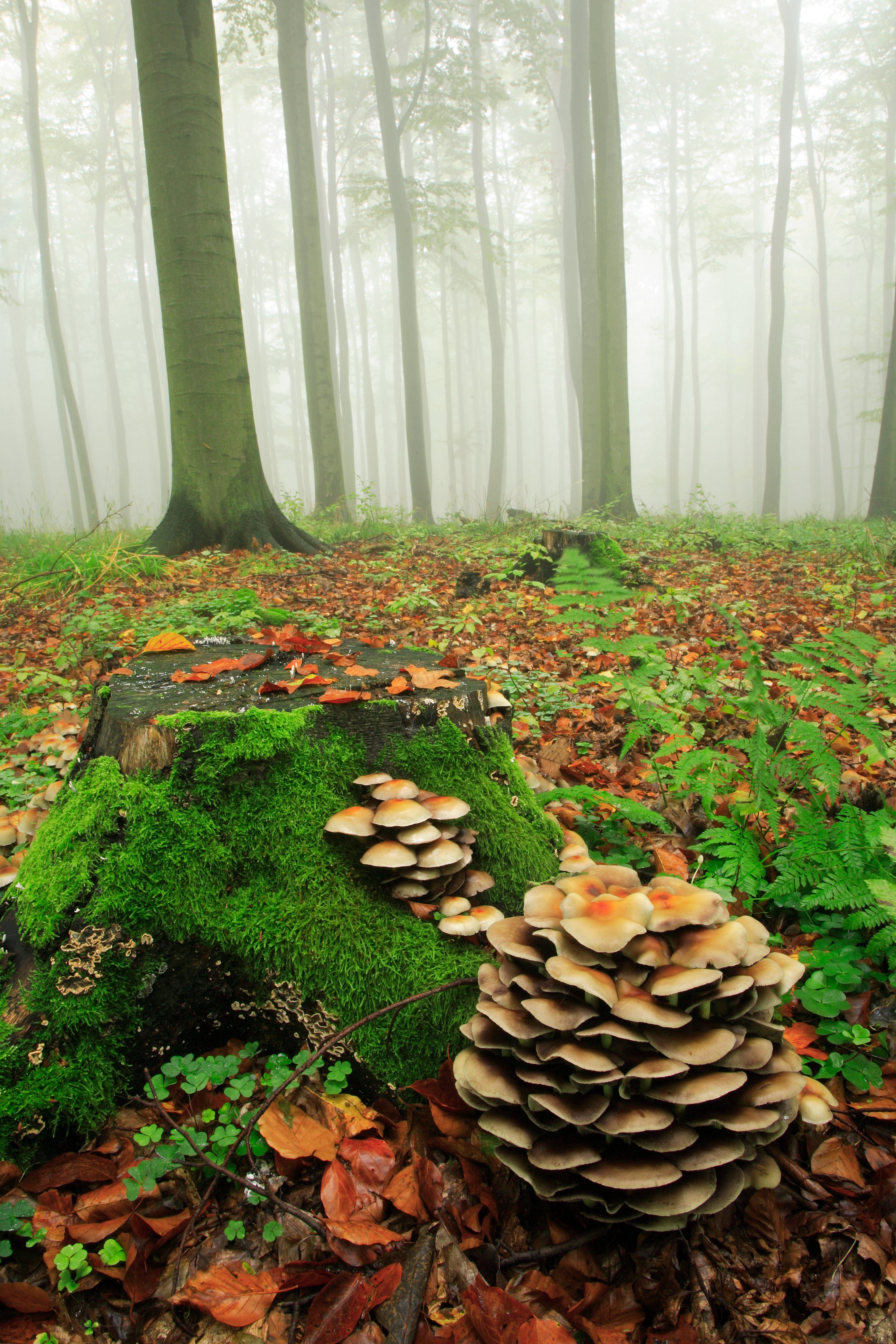 The Hidden Life of Trees