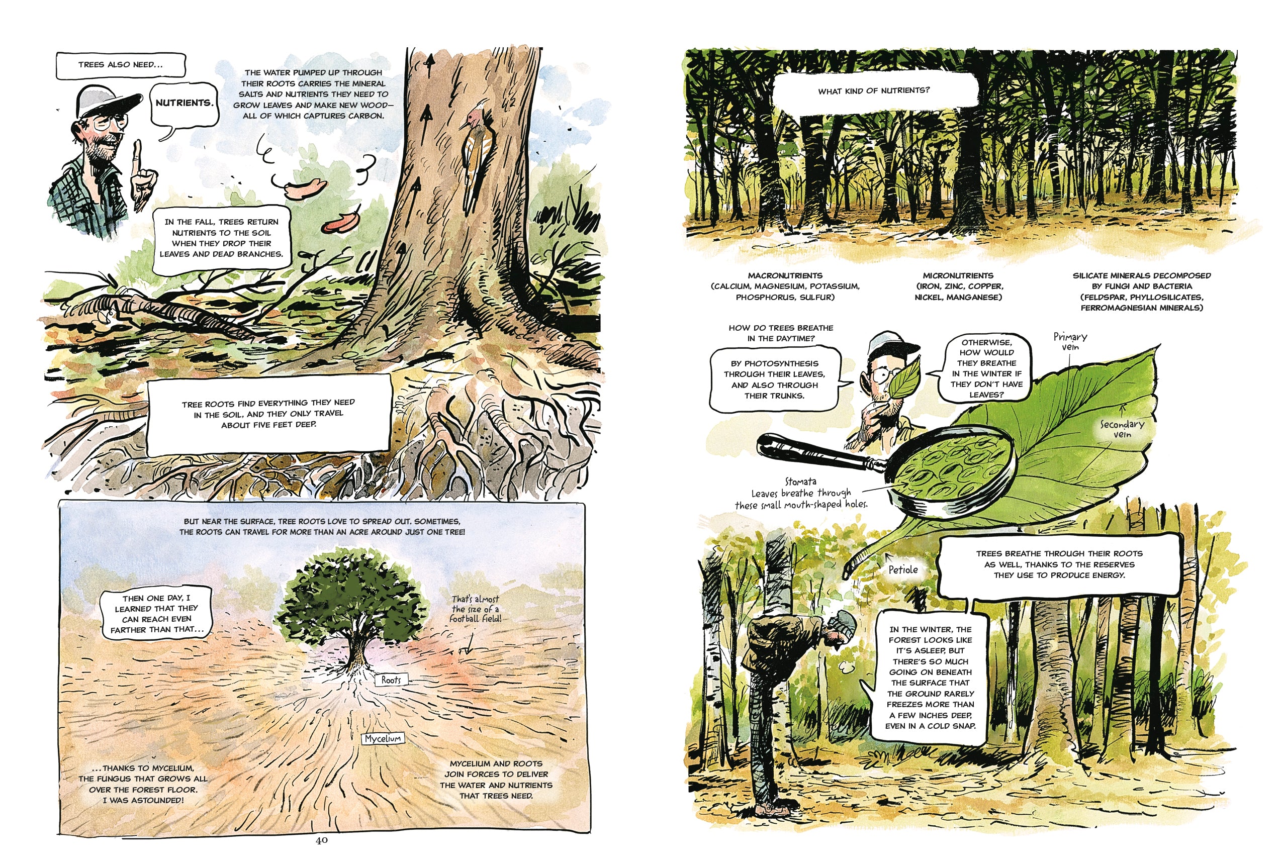 The Hidden Life of Trees: A Graphic Adaptation