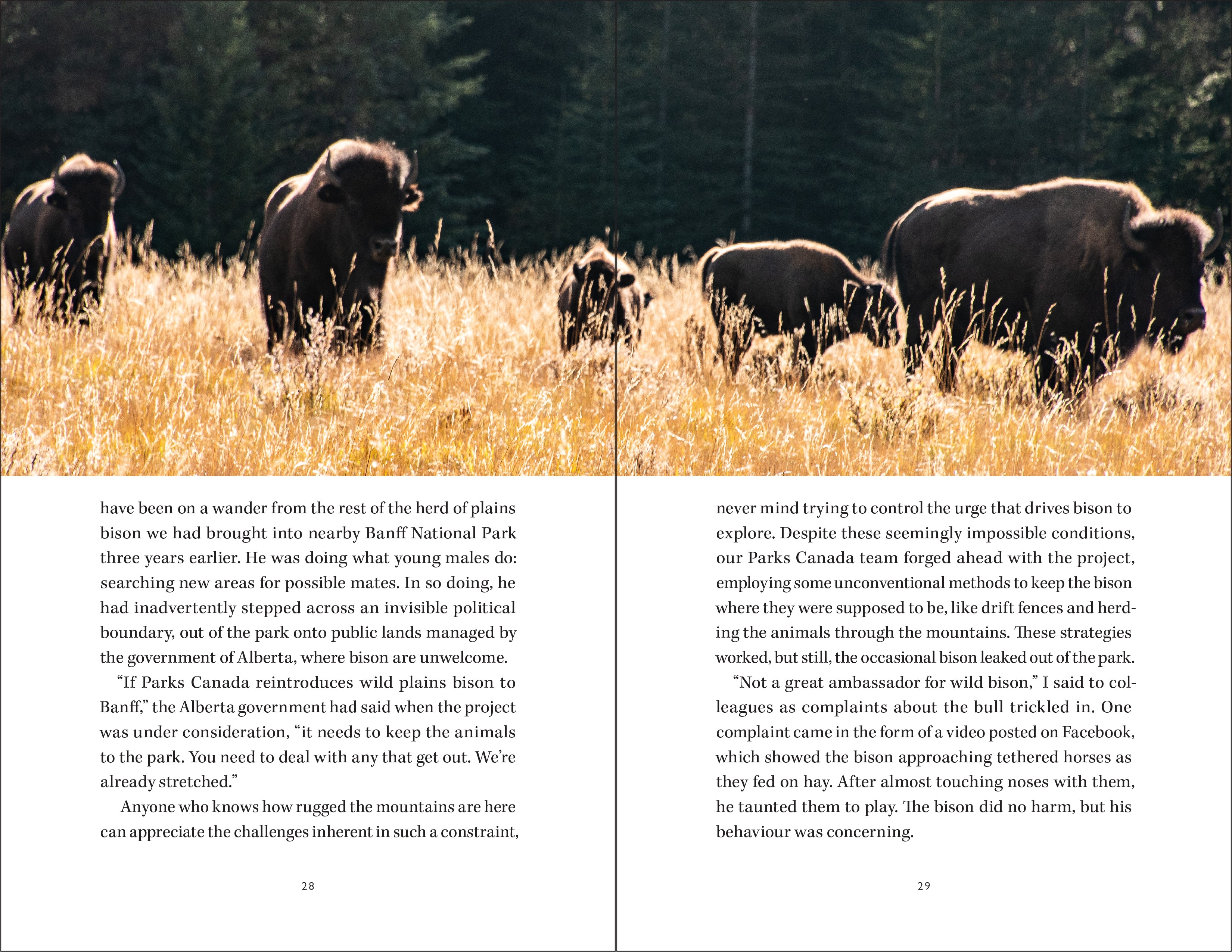 Buffalo Lessons