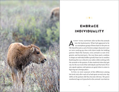 Buffalo Lessons