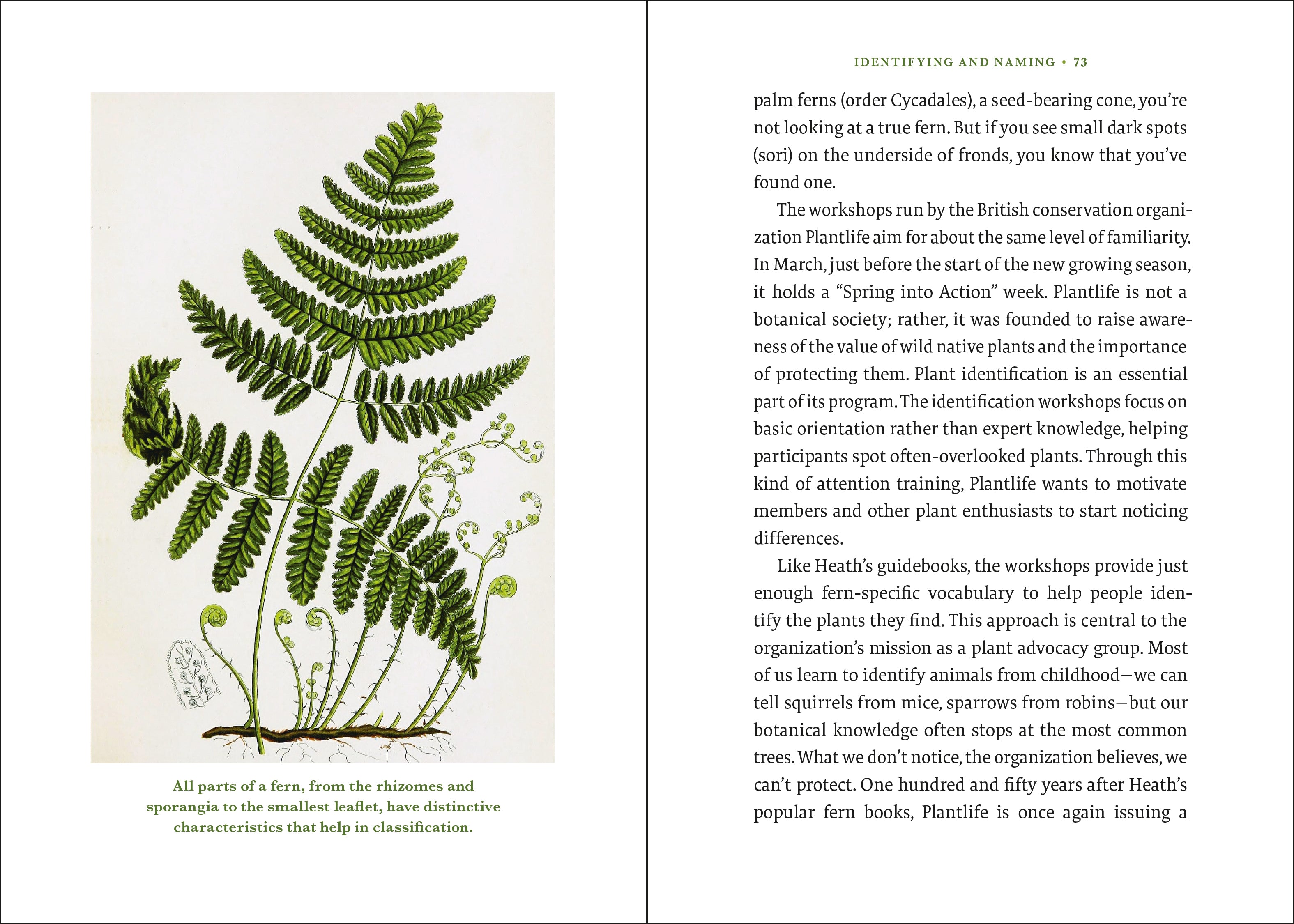The Elegance of Ferns