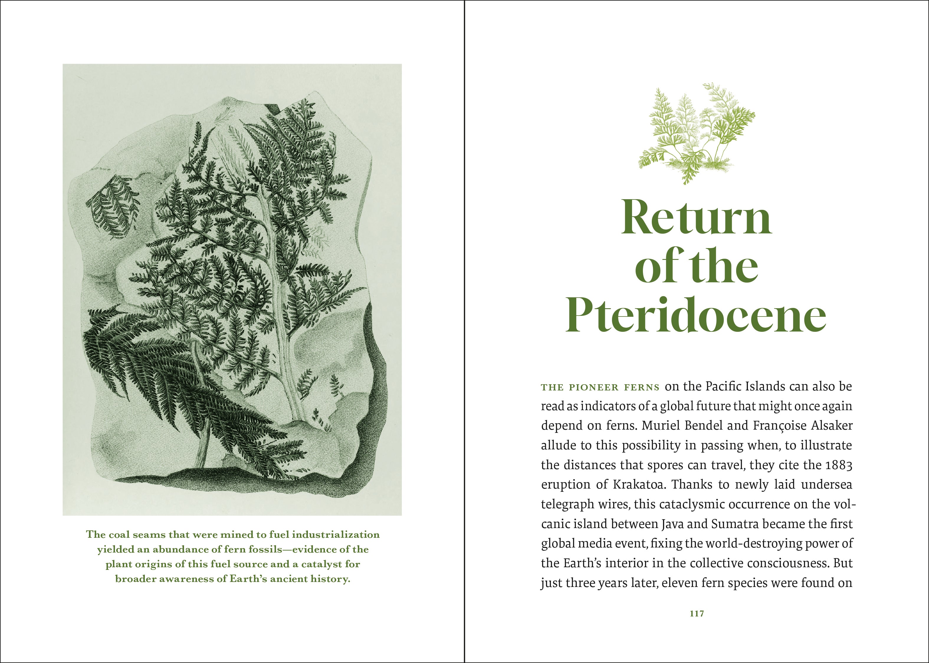 The Elegance of Ferns