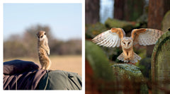 The Inner Life of Animals: The Illustrated Edition