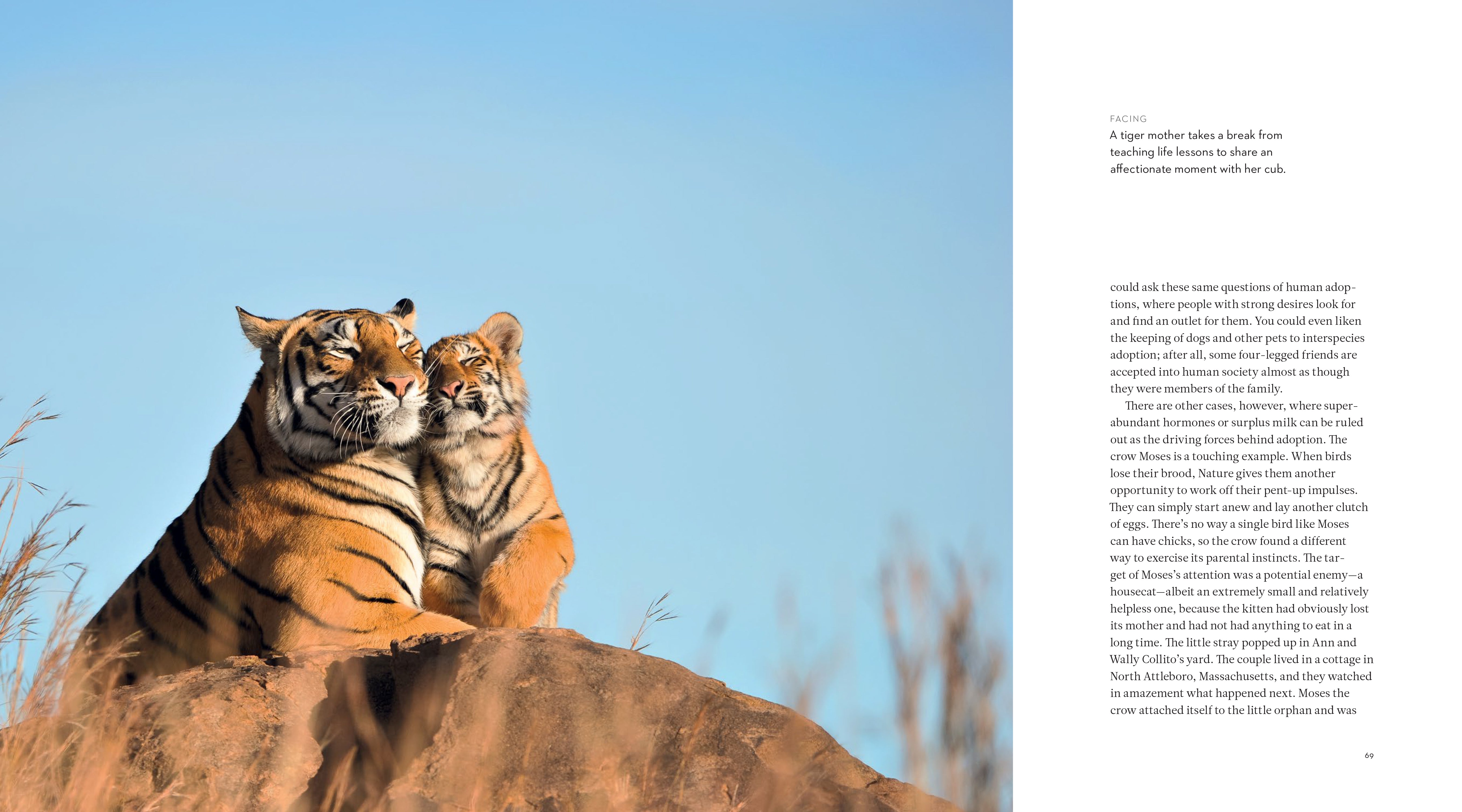 The Inner Life of Animals: The Illustrated Edition