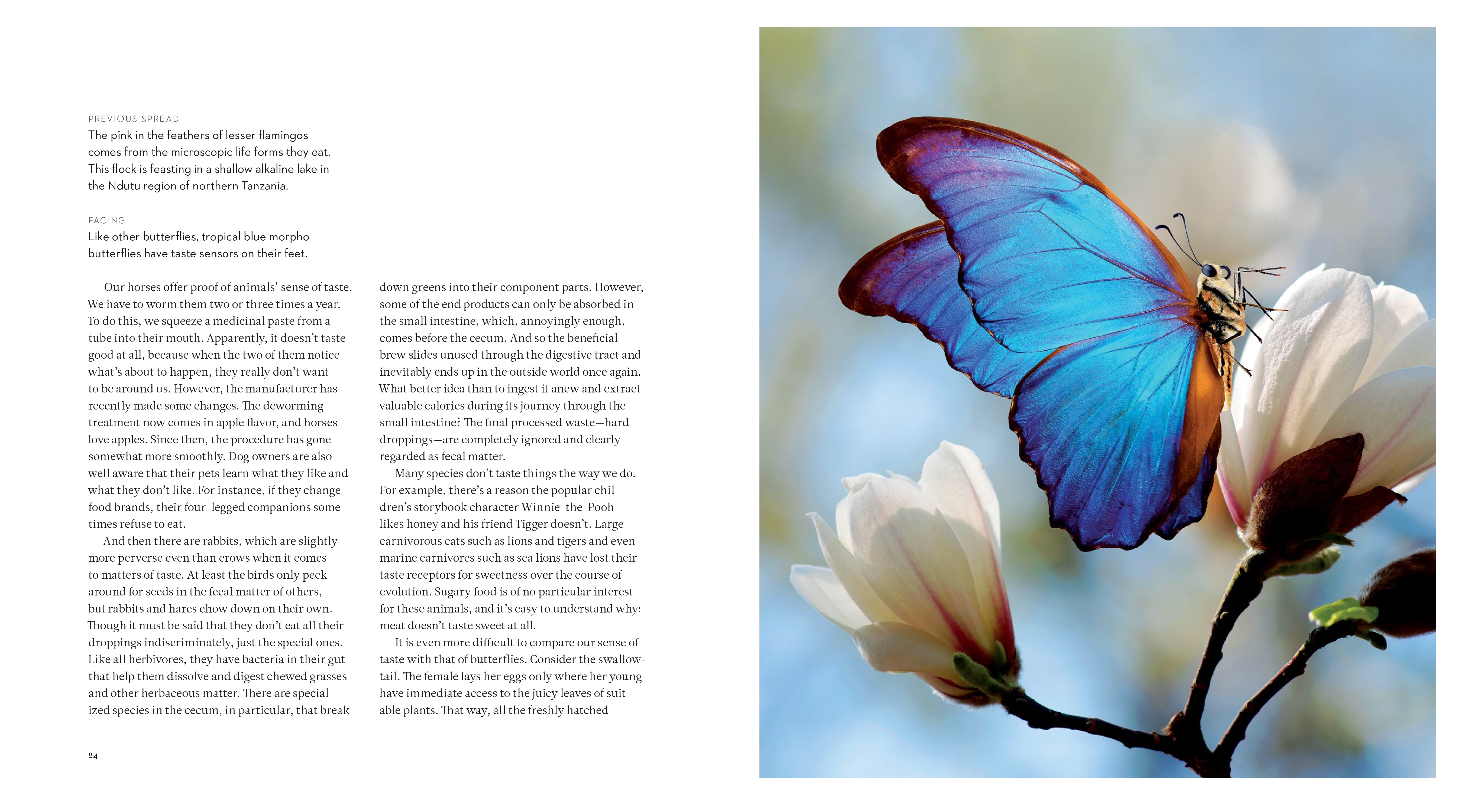 The Inner Life of Animals: The Illustrated Edition