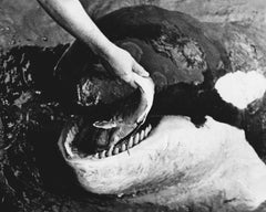 The Killer Whale Who Changed the World