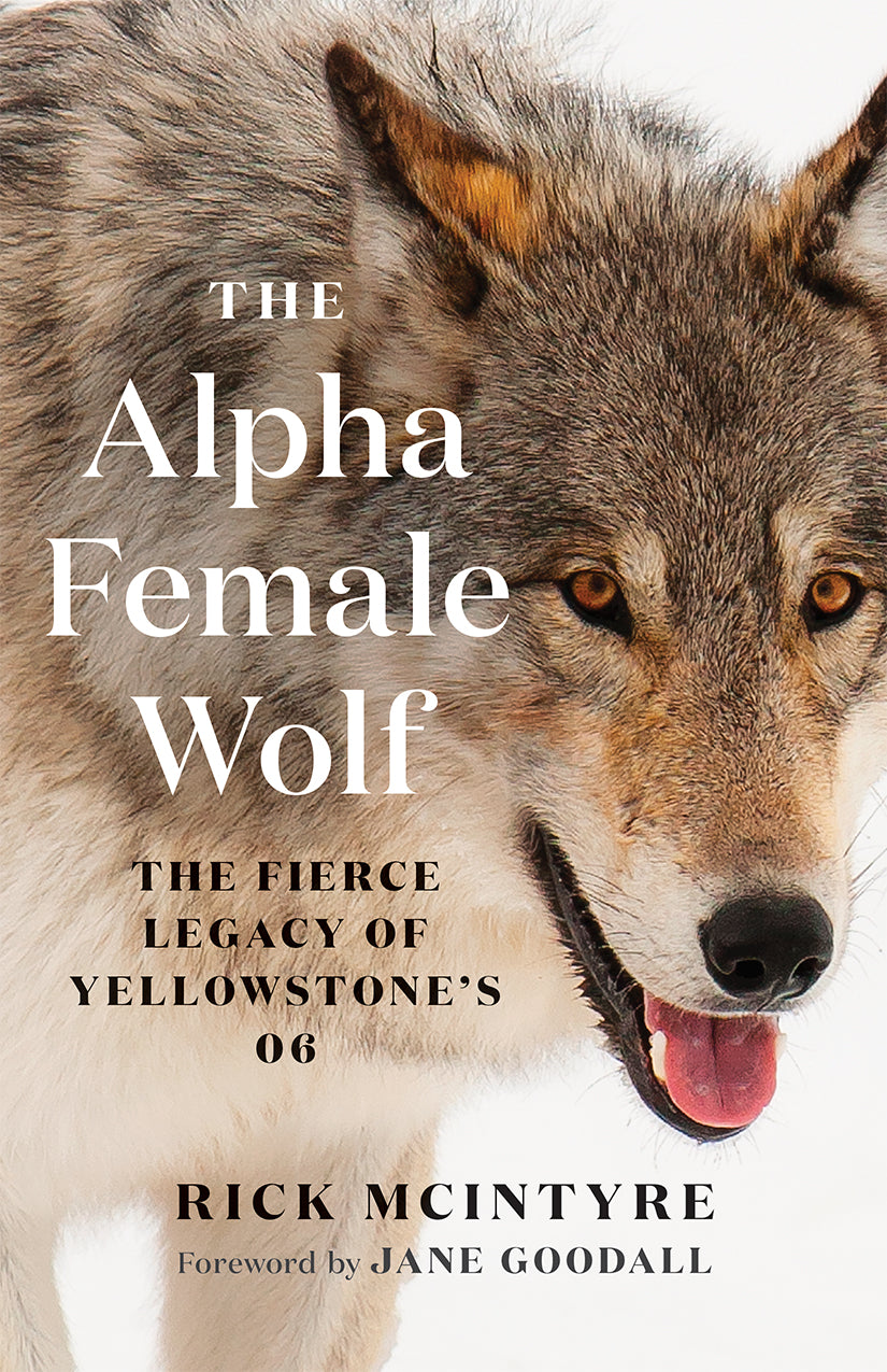 The Alpha Female Wolf
