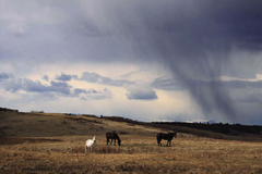 Wild Weather on the Prairies